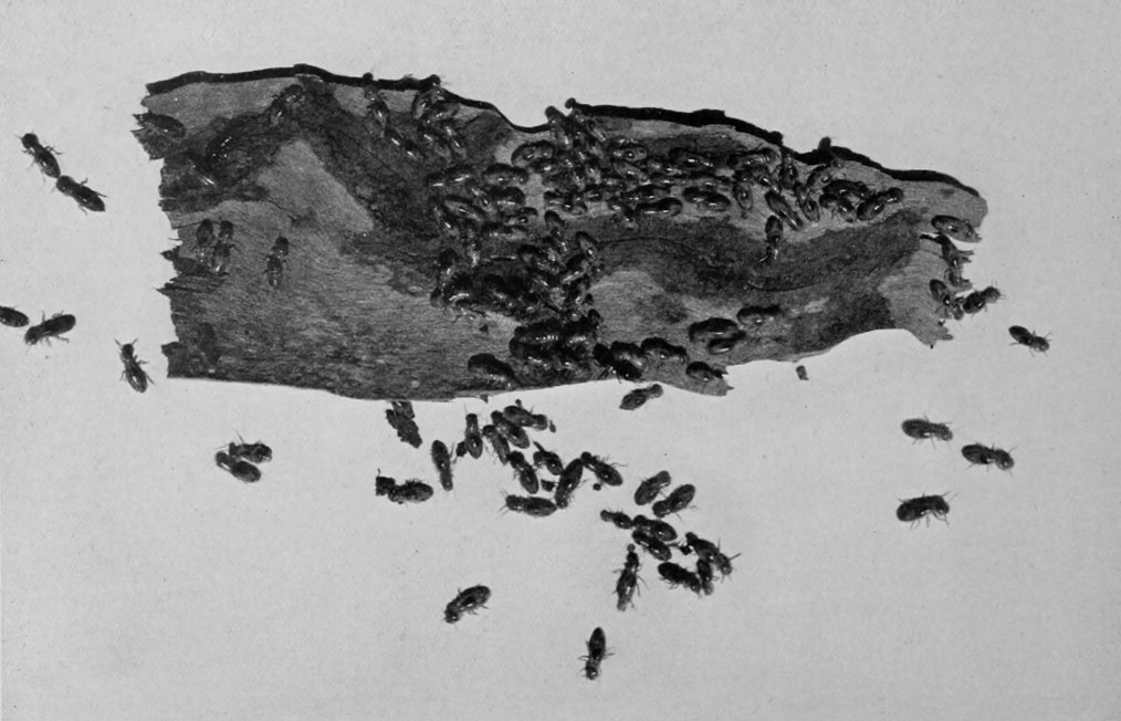 TERMITES AT WORK.