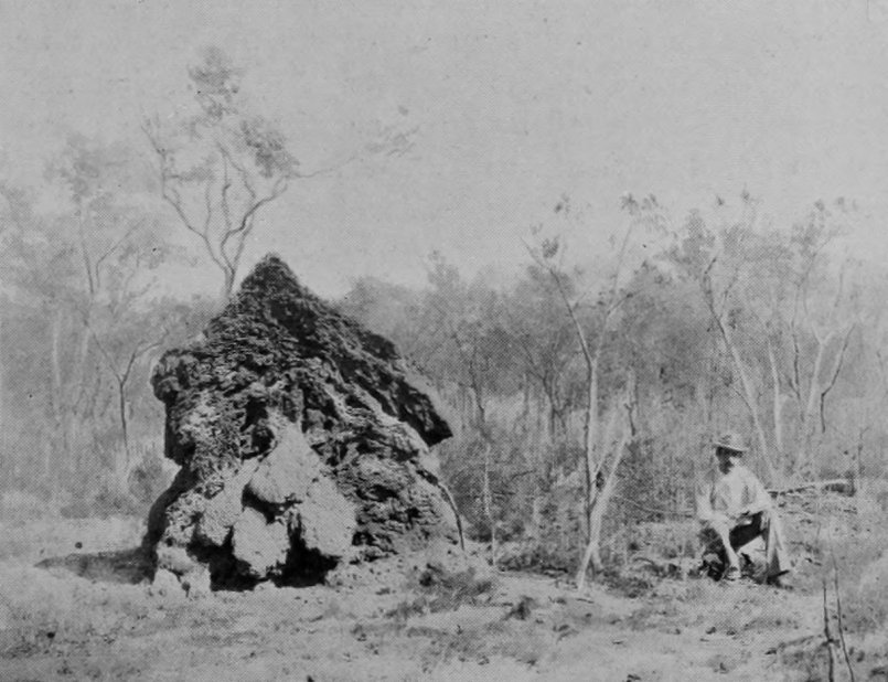TERMITES' NEST.
