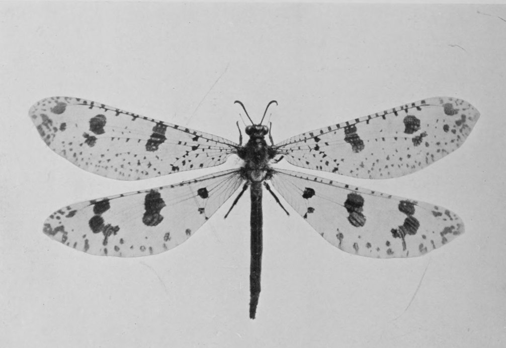 ADULT FORM OF ANT-LION.