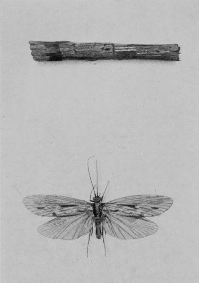 LARGE CADDIS-FLY.