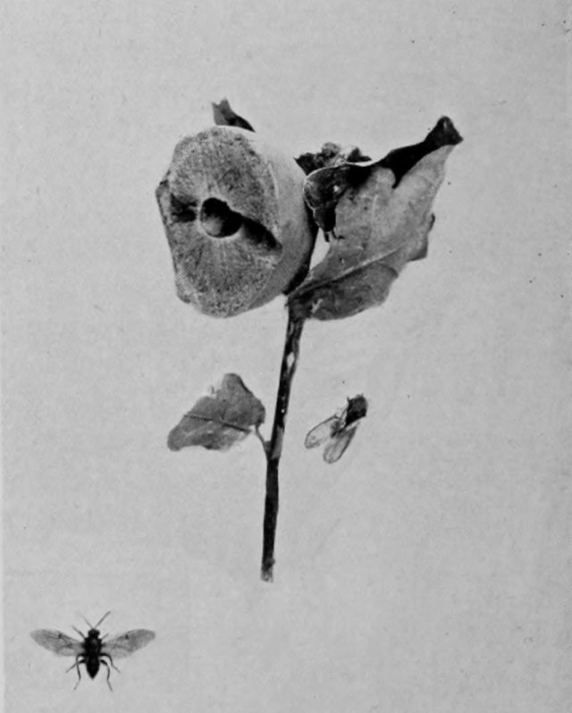 MARBLE GALL-FLY AND GALL.