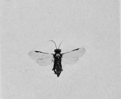 SAW-FLY.
