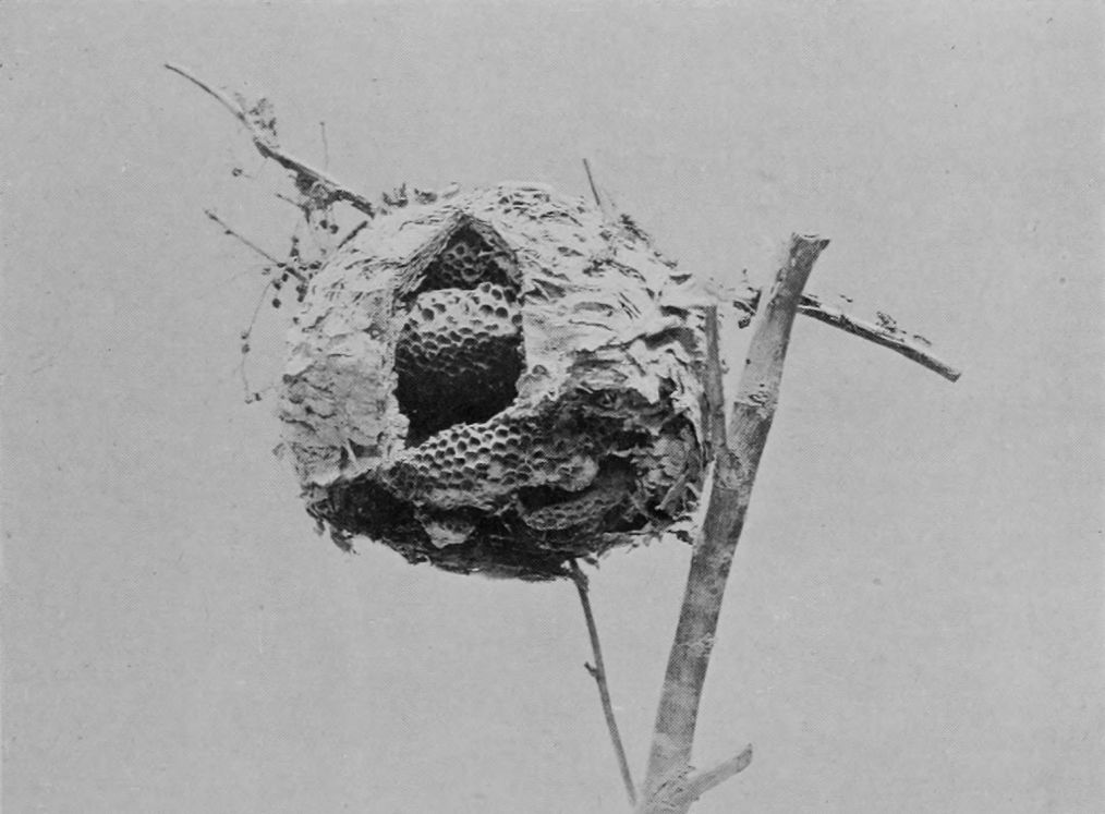 TREE-WASP'S NEST.