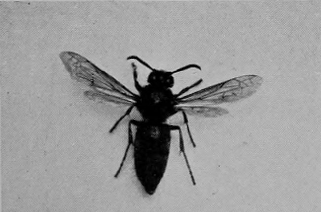 TREE-WASP.
