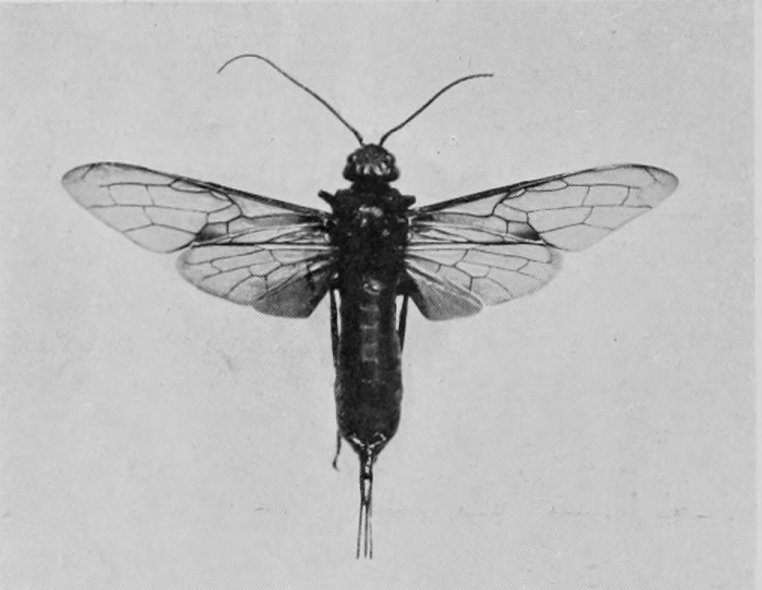 PINE-BORING WASP (FEMALE).