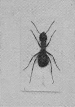 WOOD-ANT.