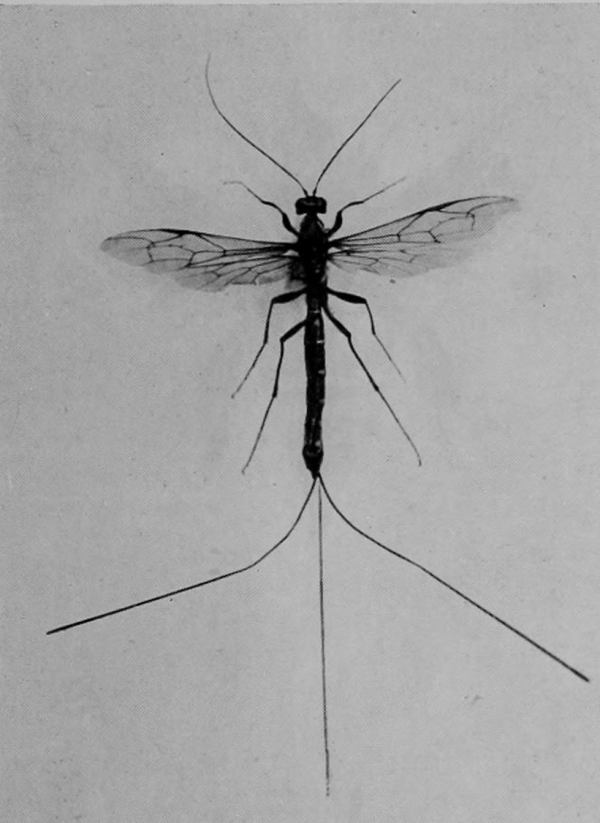 ICHNEUMON-FLY.
