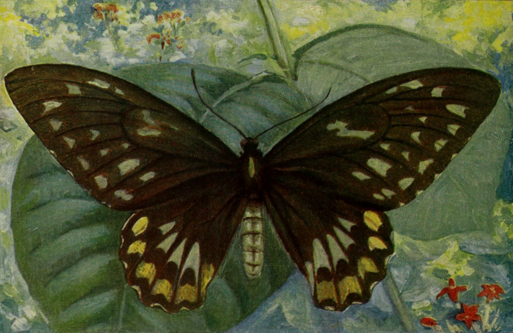 CRŒSUS BUTTERFLY OF BATCHIAN.