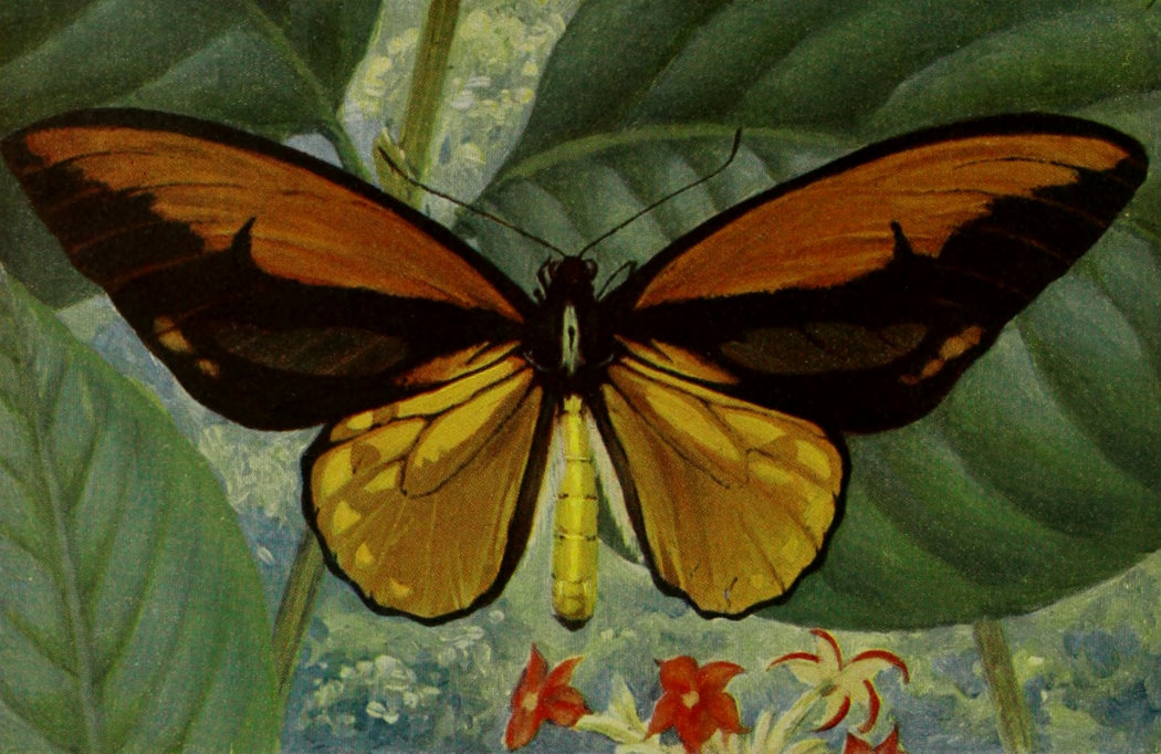 CRŒSUS BUTTERFLY OF BATCHIAN