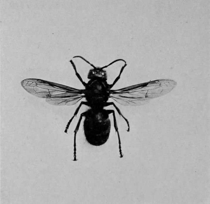HORNET.