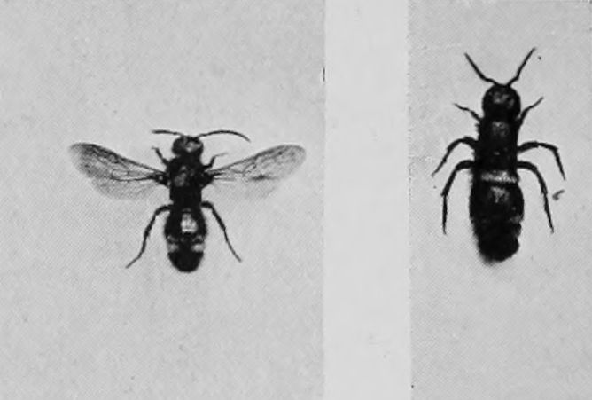 SOLITARY ANT.?00000?0233a(MALE.)?0233b(FEMALE.)