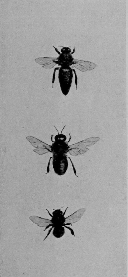 HIVE-BEE.?00000(QUEEN, WORKER, AND
    DRONE.)