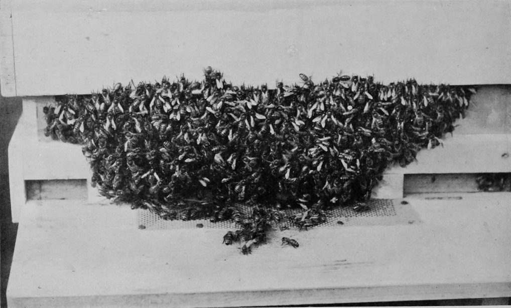 BEES.