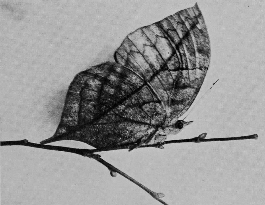 LEAF-BUTTERFLY.
