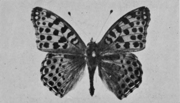 QUEEN OF SPAIN FRITILLARY.