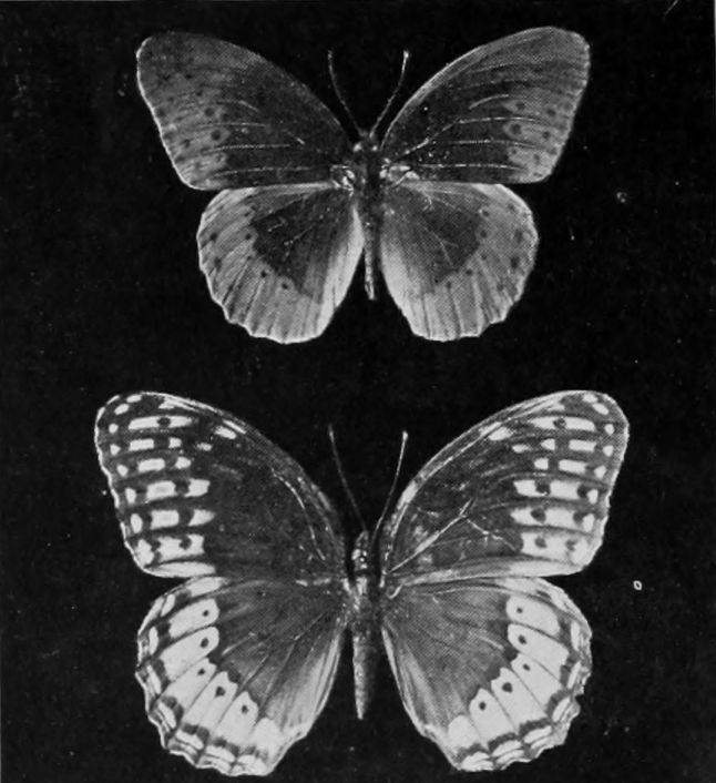 DIANA FRITILLARY.