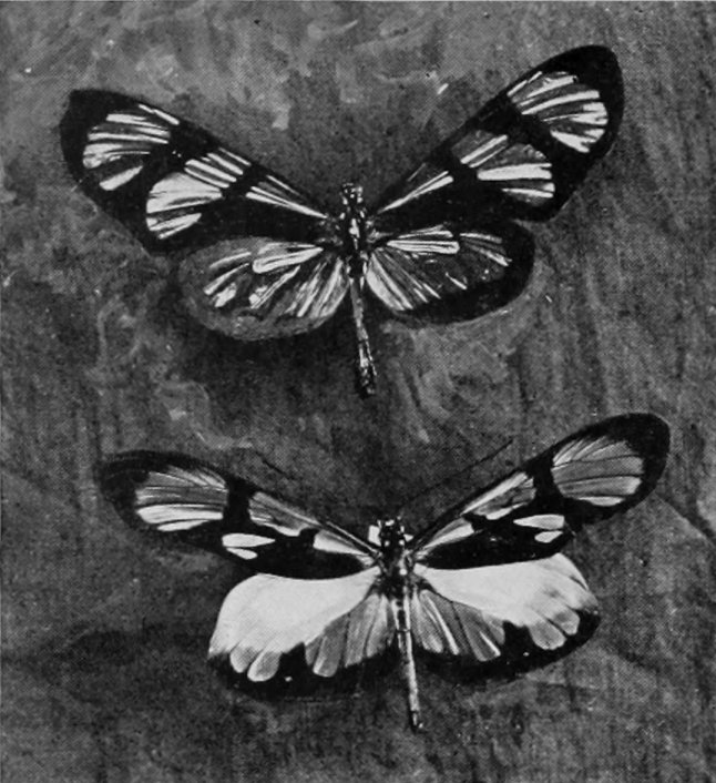 SOUTH AMERICAN LONG-WINGED BUTTERFLIES.