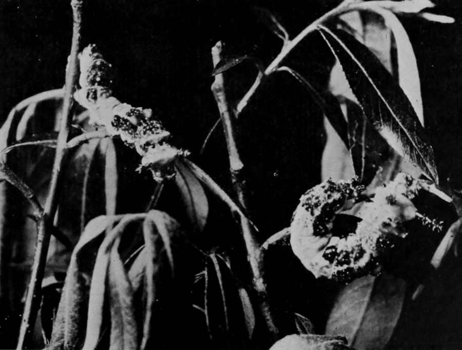 CATERPILLAR OF TAWNY ADMIRAL.