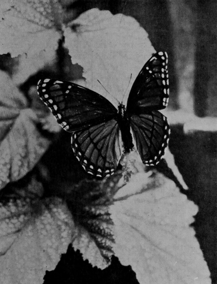 TAWNY ADMIRAL.