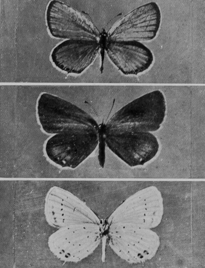 BLOXWORTH BLUE BUTTERFLY (MALE, FEMALE,
    AND UNDERSIDE).