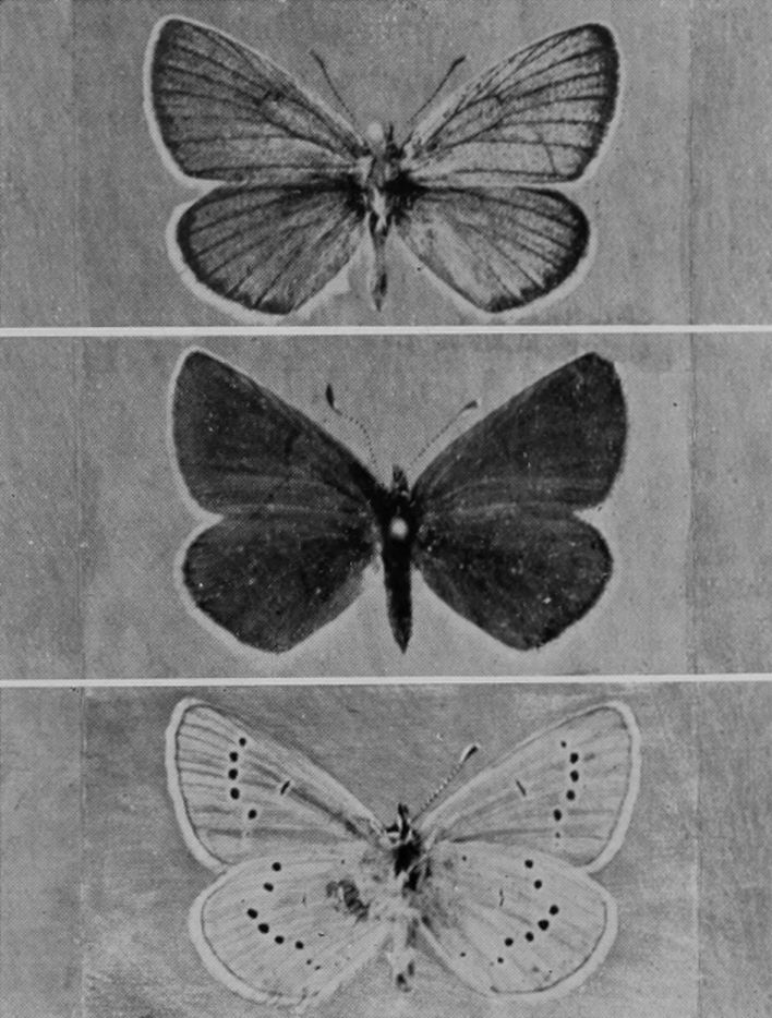 MAZARINE BLUE BUTTERFLY (MALE, FEMALE,
    AND UNDERSIDE).