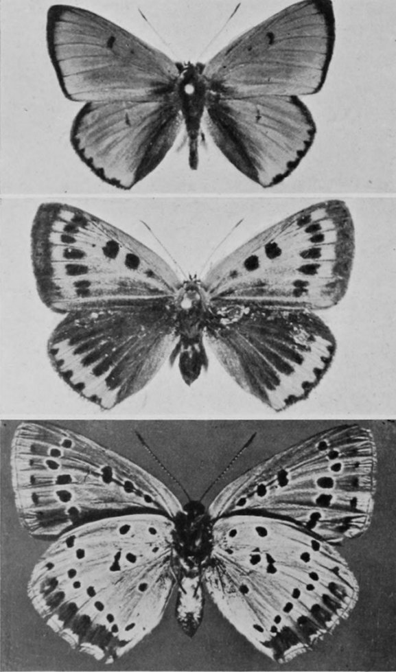 LARGE COPPER BUTTERFLY (MALE, FEMALE,
    AND UNDERSIDE).