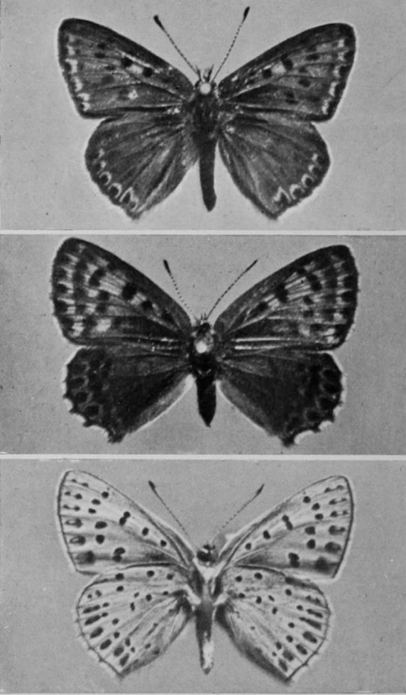 DUSKY COPPER BUTTERFLY (MALE, FEMALE,
    AND UNDERSIDE).