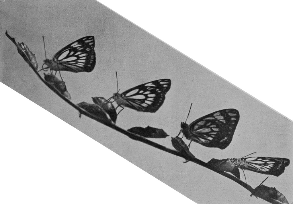 AUSTRALIAN BUTTERFLIES.