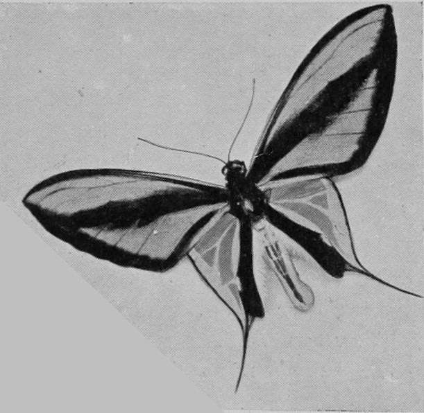 NEW GUINEA GOLDEN BUTTERFLY.