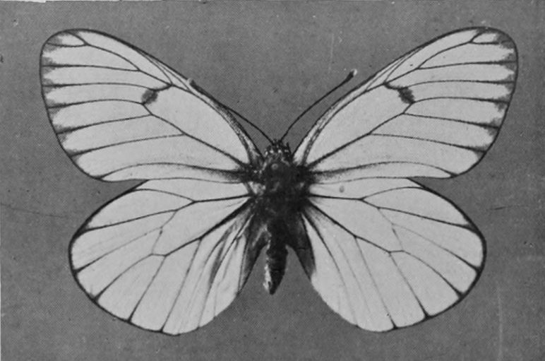 BLACK-VEINED WHITE BUTTERFLY.