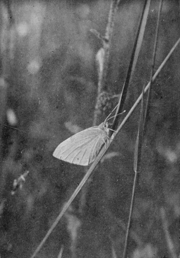 GREEN-VEINED WHITE BUTTERFLY.