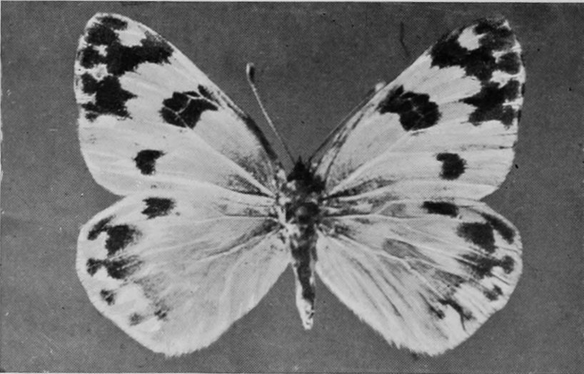 BATH WHITE BUTTERFLY.