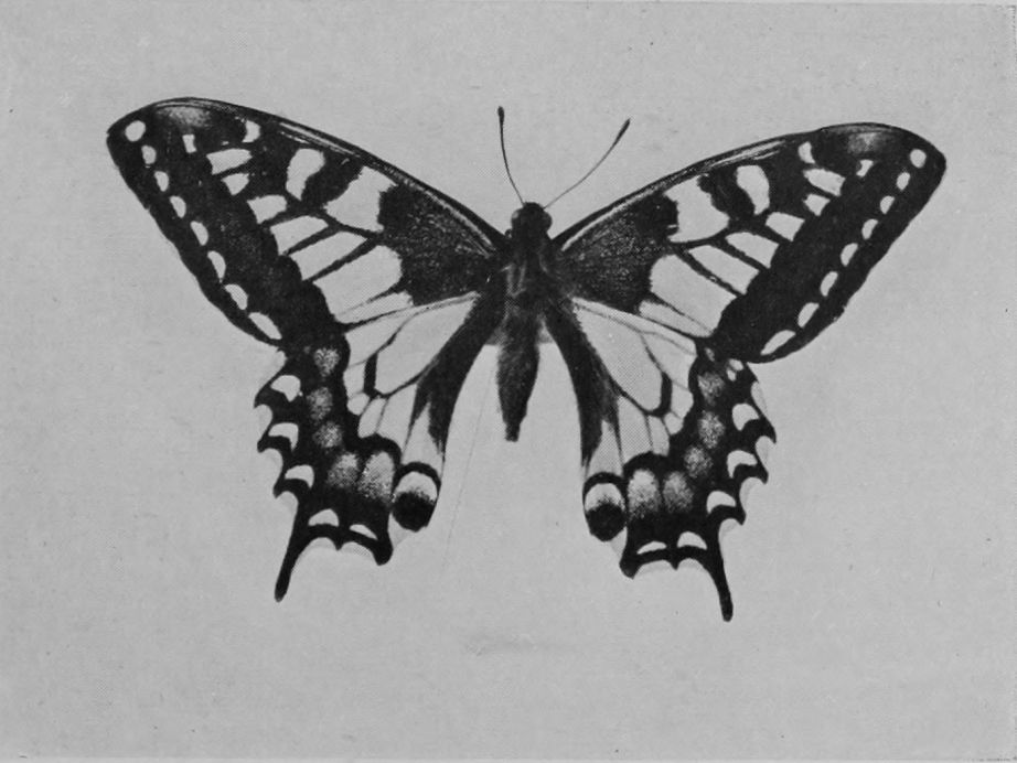 SWALLOW-TAILED BUTTERFLY
