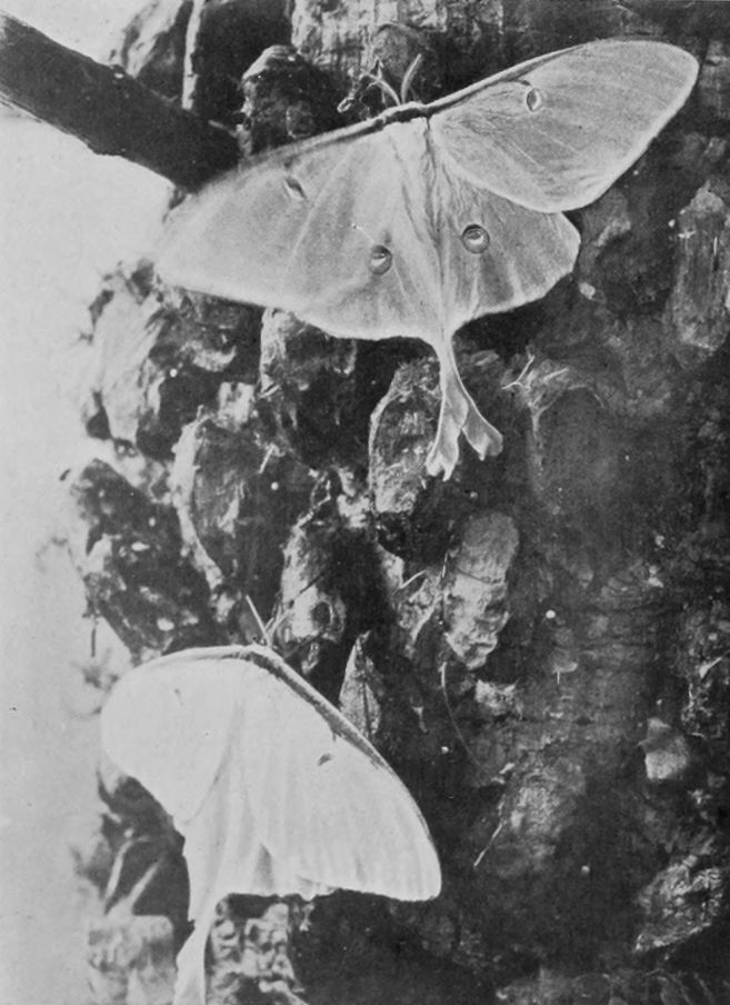 LUNA MOTHS.
