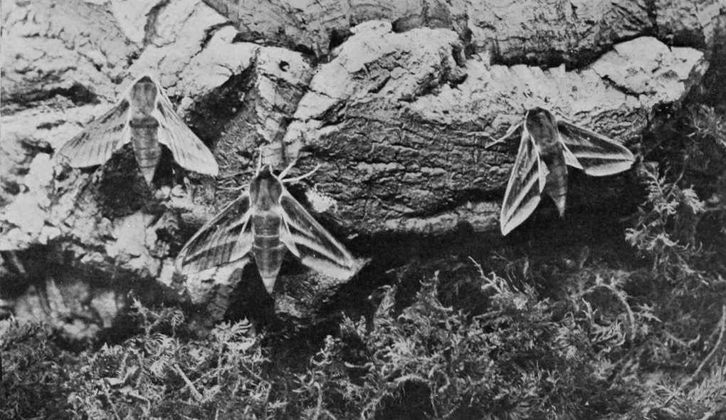 ELEPHANT HAWK MOTHS