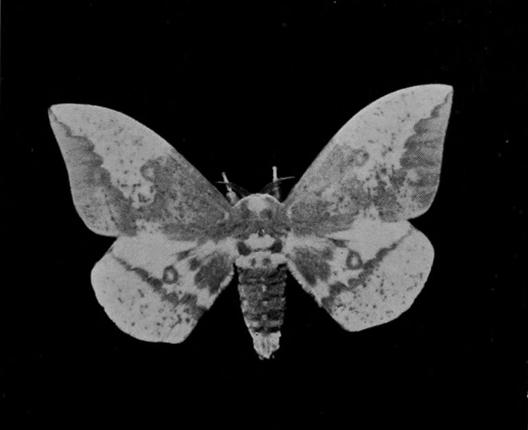 IMPERIAL MOTH.