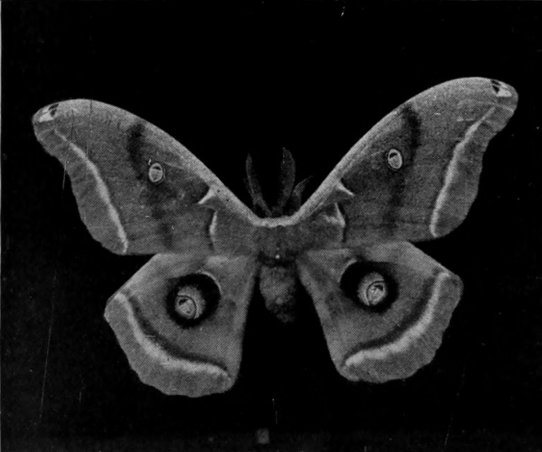 POLYPHEMUS MOTH.