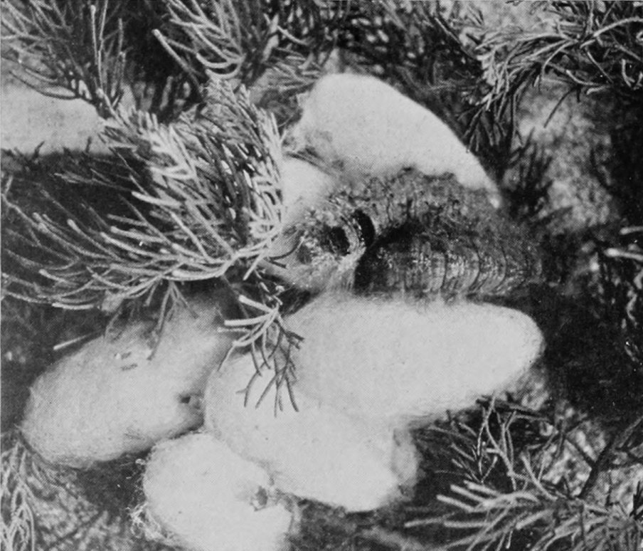 COCOONS OF CYPRESS-MOTH.