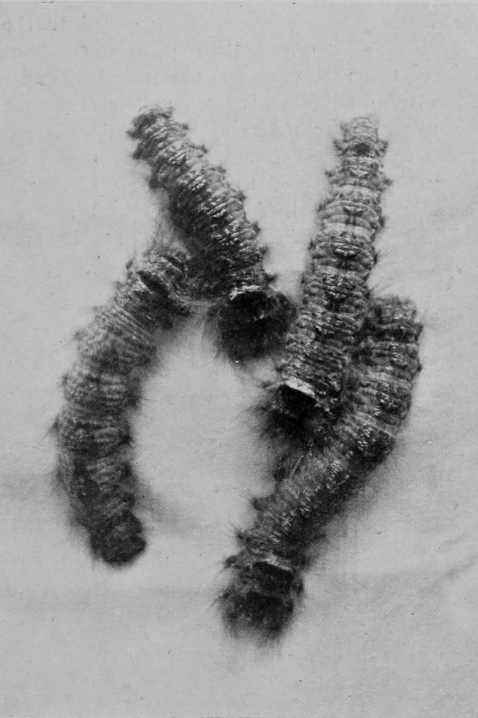 CYPRESS-CATERPILLARS.