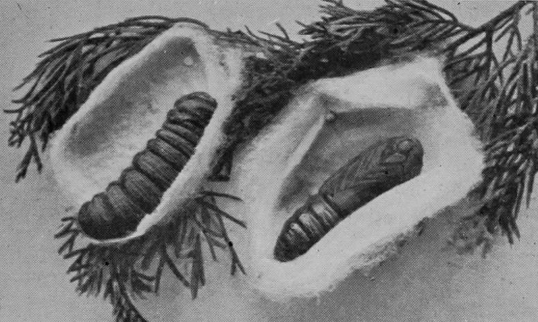 CYPRESS-MOTHS.