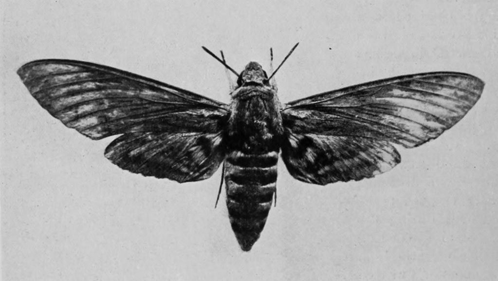 CONVOLVULUS HAWK-MOTH.