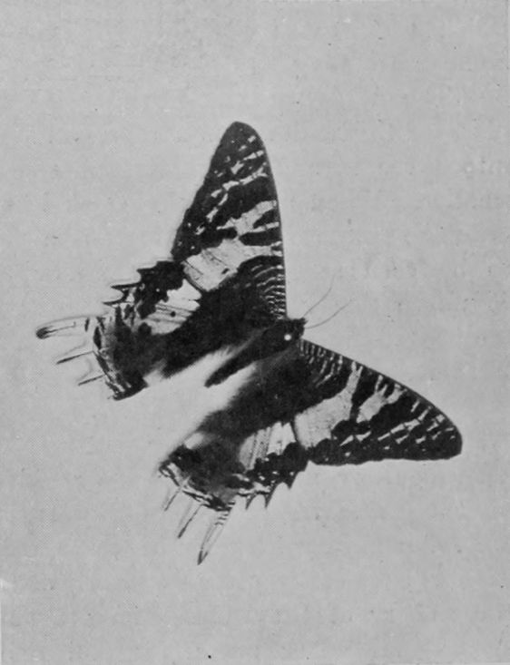 DAY-FLYING MOTH OF MADAGASCAR.