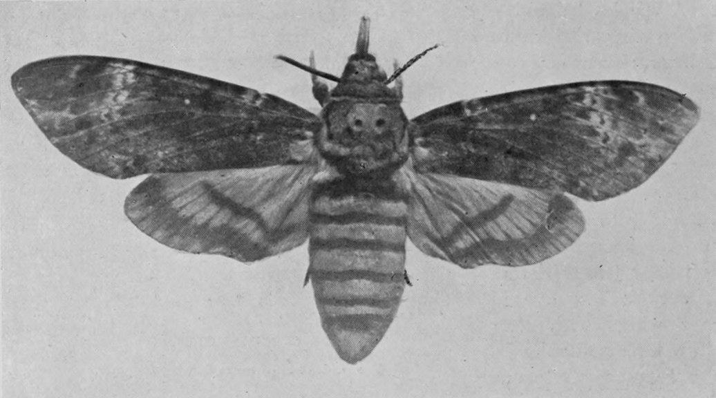 DEATH'S-HEAD MOTH.