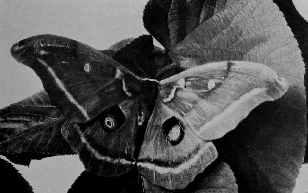 POLYPHEMUS MOTH.