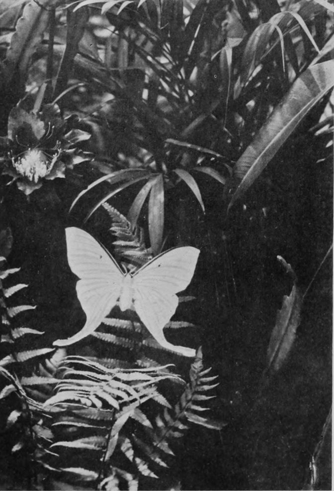 INDIAN SWALLOW-TAILED MOTH.