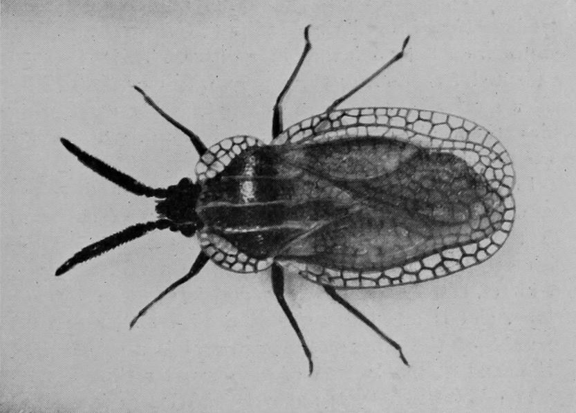 LACE-WING BUG.