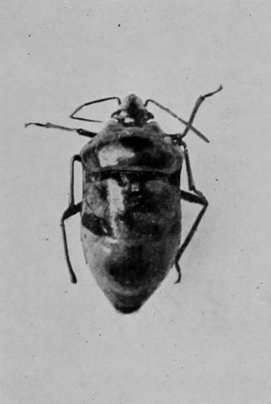 SHIELD-BUG.