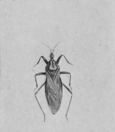 MASKED BUG.