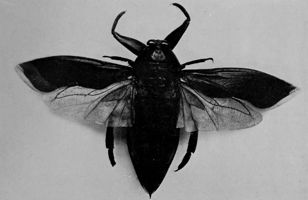 GREAT WATER-BUG.