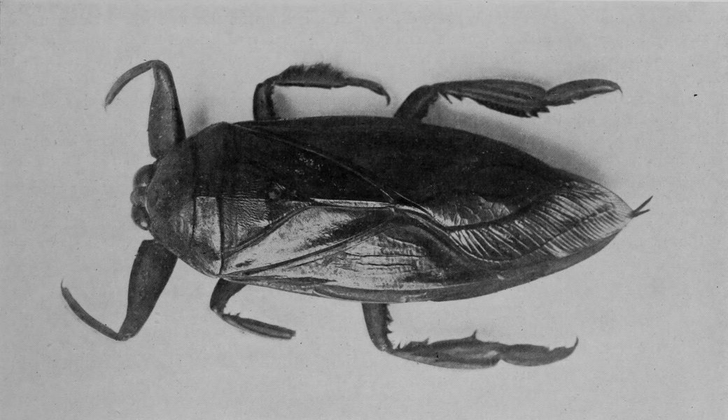 GREAT WATER-BUG.